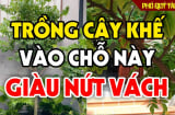 3 vị trí trồng cây khế Thế Thân Thần Tài, gia chủ hưởng Lộc không ngừng