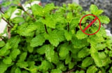 3 loài cây đuổi muỗi nên trồng trong nhà