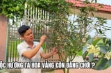 Loại cây hợp cả 5 mệnh, trồng nhà nào nhà đấy lộc về đều tay
