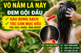 Vò nắm lá này đem gội đầu, gàu bong sạch, tóc con mọc đều