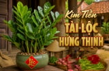 Trong nhà 4 loại cây này càng xanh tươi chủ nhà càng phát tài giàu có: Đó là cây gì?