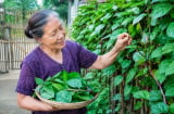 Vì sao người xưa thích trồng mùng tơi leo hàng rào?