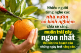 Vì sao hoa quả phải hái trời nắng mới ngọt thơm?