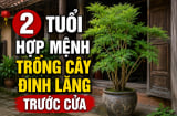 2 tuổi hợp mệnh trồng cây đinh lăng trước cửa
