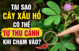 Tại sao cây xấu hổ có thể tự thu cánh khi chạm vào?