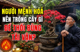 Người mệnh Hoả nên trồng cây gì để thổi bùng tài vận?