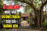 5 loài cây mọc vào dương trạch của cải không bền