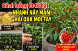 Cách trồng ớt từ hạt nhanh nảy mầm, hái quả mỏi tay