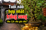 Tuổi nào hợp nhất trồng sung thu Lộc cho gia chủ?