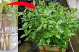 Mẹo trồng húng quế nhanh bén rễ, trổ ngọn non