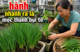 Mẹo trồng hành nhanh ra lá, mọc thành bụi to