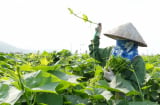 Mẹo trồng su su nhanh trổ ngọn to mập mạp, xanh mướt