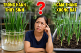 Trồng củ hành xuống đất hay trồng nước để nhanh ra lá hơn?