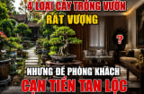 4 loại cây trồng vườn rất Vượng nhưng để phòng khách cạn Tiền tan Lộc