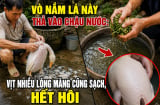 Vò nắm lá này thả vào chậu nước: Vịt nhiều lông măng cũng sạch, hết hôi