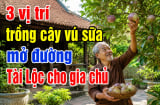 3 vị trí trồng cây vú sữa mở đường Tài Lộc cho gia chủ