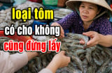 Dân biển tiết lộ: 5 loại tôm có cho không cũng đừng lấy
