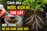 Cách pha nước kích rễ cho cây, mới trồng rễ đã bám chặt đất