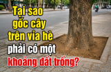 Tại sao gốc cây trên vỉa hè phải có một khoảng đất trống?