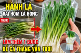Hành lá vài hôm là hỏng, làm thêm 1 bước để cả tháng vẫn tươi