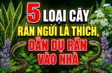 5 loại cây rắn ngửi là thích, dẫn dụ rắn vào nhà