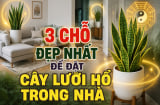 3 chỗ đẹp nhất để đặt cây lưỡi hổ trong nhà