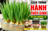 Cách trồng hành thuỷ sinh ra ra nhiều lá xanh mập