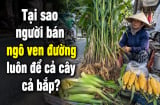 Tại sao người bán ngô ven đường luôn để cả cây cả bắp?