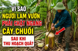 Vì sao người làm vườn phải chặt ngang cây chuối sau khi thu hoạch quả?