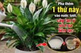 Pha thêm 1 thứ này vào nước tưới, cây lan ý nở hoa liên tục