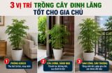 3 vị trí trồng cây đinh lăng tốt cho gia chủ