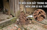 Nên làm gì khi thấy tổ mối đùn đất trong nhà?