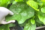 Cách trồng mồng tơi lớn nhanh như thổi, ngọn mập mạp