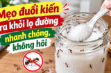 Mẹo đuổi kiến ra khỏi lọ đường nhanh chóng, không hôi