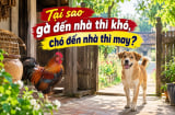 Tại sao gà đến nhà thì khó, chó đến nhà thì may?