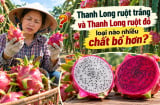 Thanh long ruột trắng và thanh long ruột đỏ loại nào nhiều chất bổ hơn?