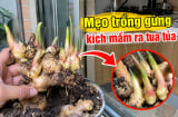 Mẹo trồng gừng kích mầm ra tua tủa