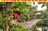 3 vị trí trồng cây sung hút tài lộc vào nhà: Là chỗ nào?