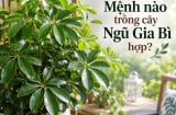 Mệnh nào trồng cây Ngũ Gia Bì hợp?