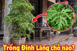Trồng Đinh Lăng vị trí nào tốt nhất?