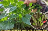 Cách trồng lá lốt ít rễ nhiều mầm, lá to mơn mởn