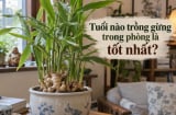 Tuổi nào trồng gừng trong phòng là tốt nhất?