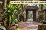 2 vị trí trồng Thiết Mộc Lan hợp mệnh gia chủ nhất