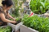 Cách trồng rau muống ngọn xanh non mập mạp