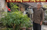 2 vị trí trồng Đinh Lăng tốt nhất