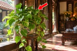3 vị trí trồng cây Trầu Bà tốt nhất