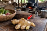 Cách bảo quản gừng để cả tháng vẫn không héo quắt