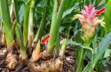Cách trồng gừng đẻ nhiều mầm, sớm ra hoa