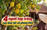 4 người hợp trồng cây khế tốt về phong thủy