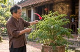 3 vị trí trồng cây Đinh Lăng càng tăng Phúc - Lộc